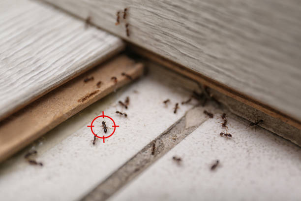 Best Ant Control Services  in Hazel Dell, WA