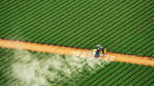 Wasp Removal Services in Hazel Dell, WA