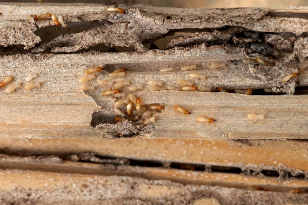 Bird Control in Hazel Dell, WA